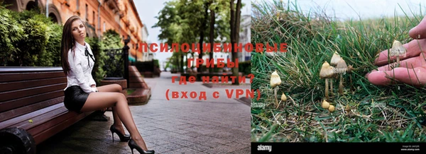 прущие грибы Нефтекумск